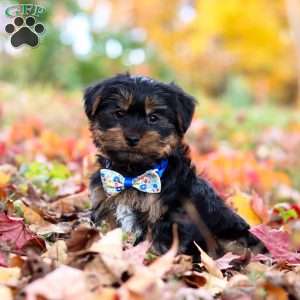 Chief, Yorkie Puppy